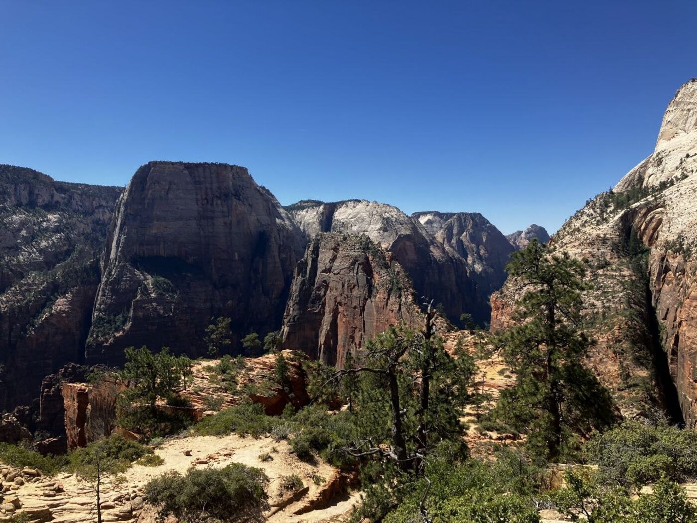 View of the Angels Landing fin and canyon from near the top, framed by pines
