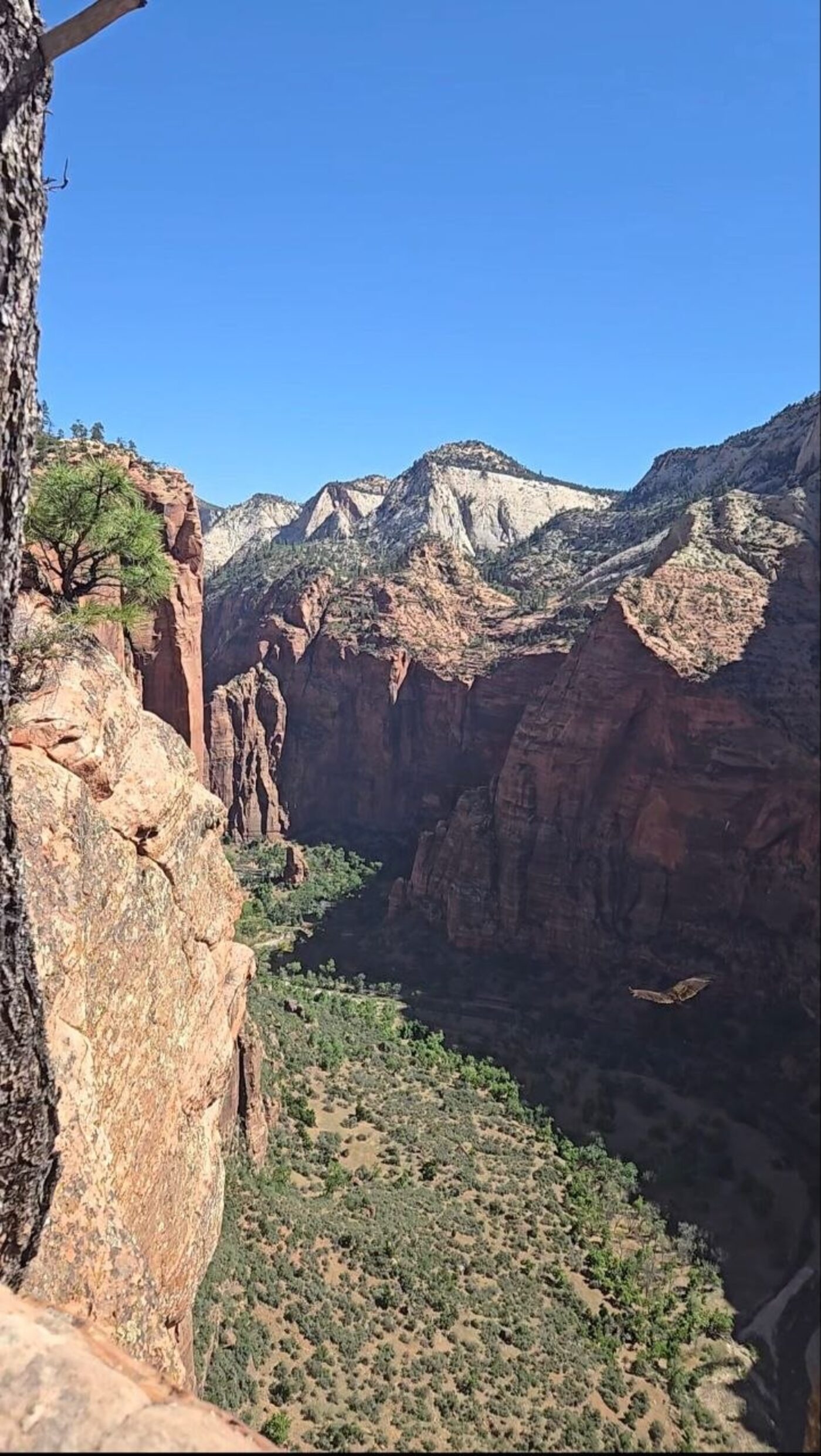 A condor soaring over Zion Canyon, seen from above on Angels Landing