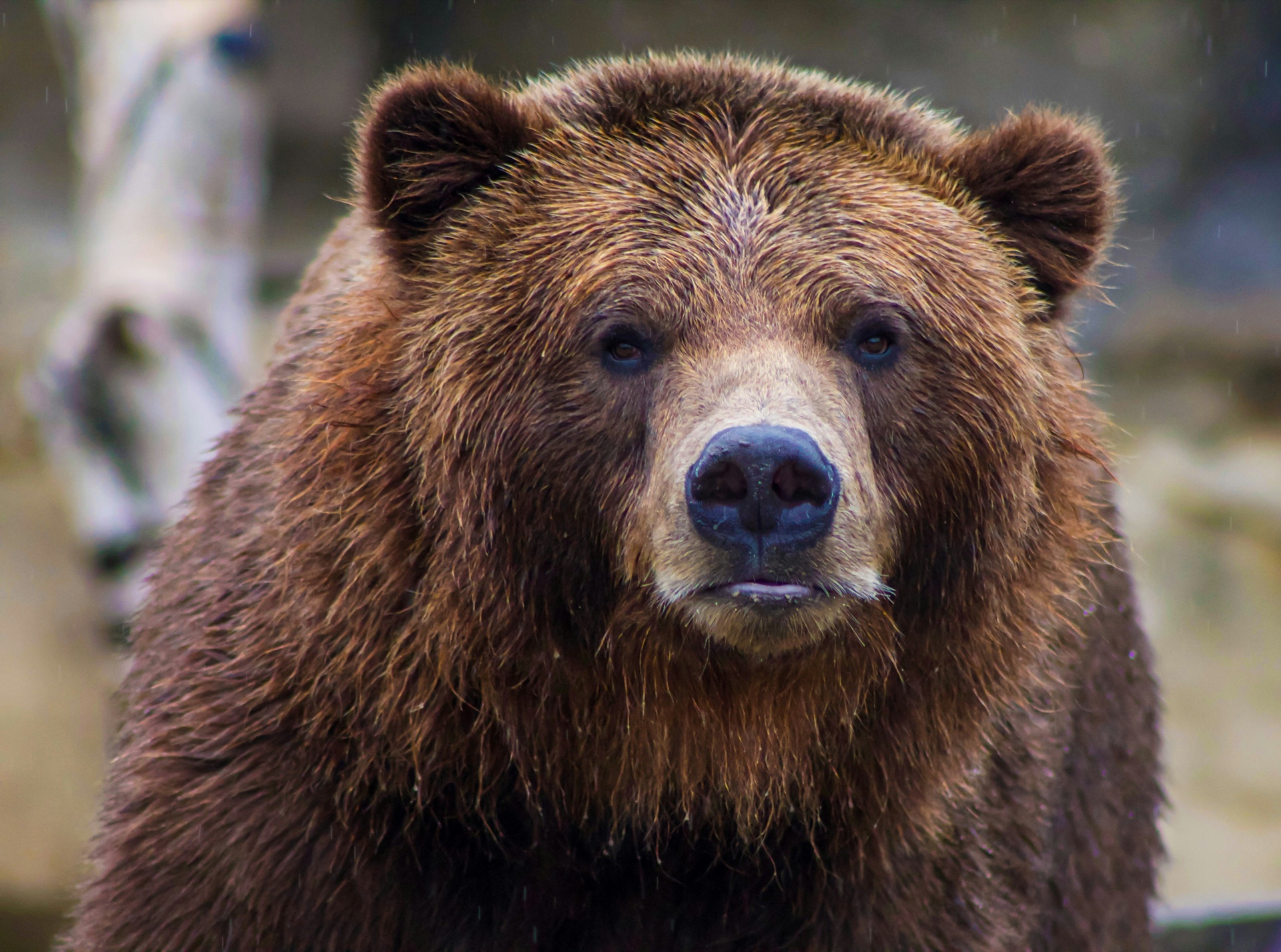 BearVault BV500 Review — The Backcountry Standard Bear Canister
