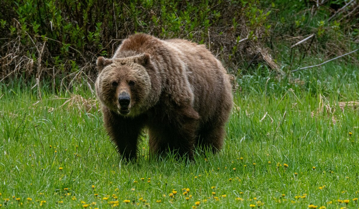 A brown bear walking through a meadow.