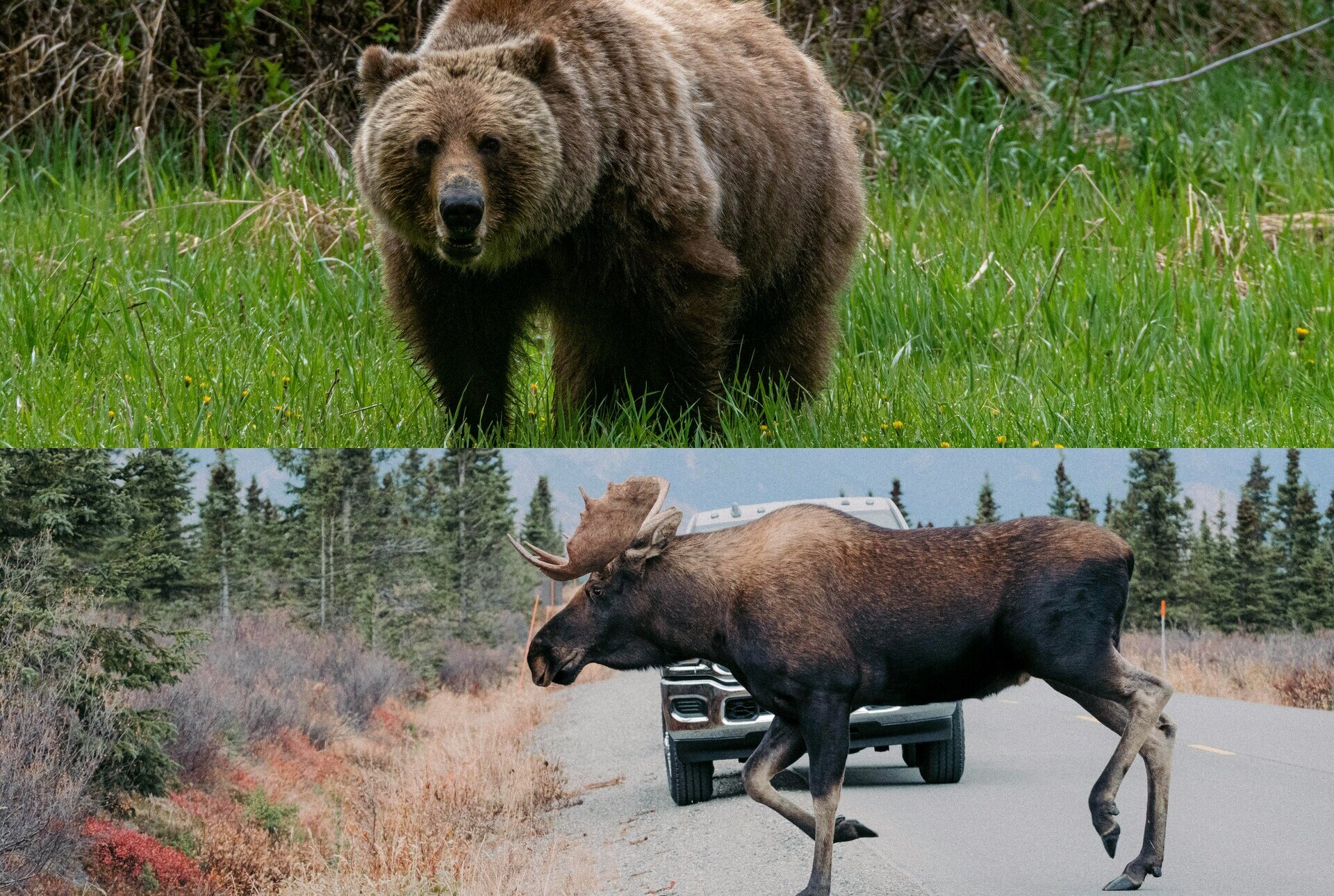 Bear and Moose Safety: How to Recognize and Survive an Encounter