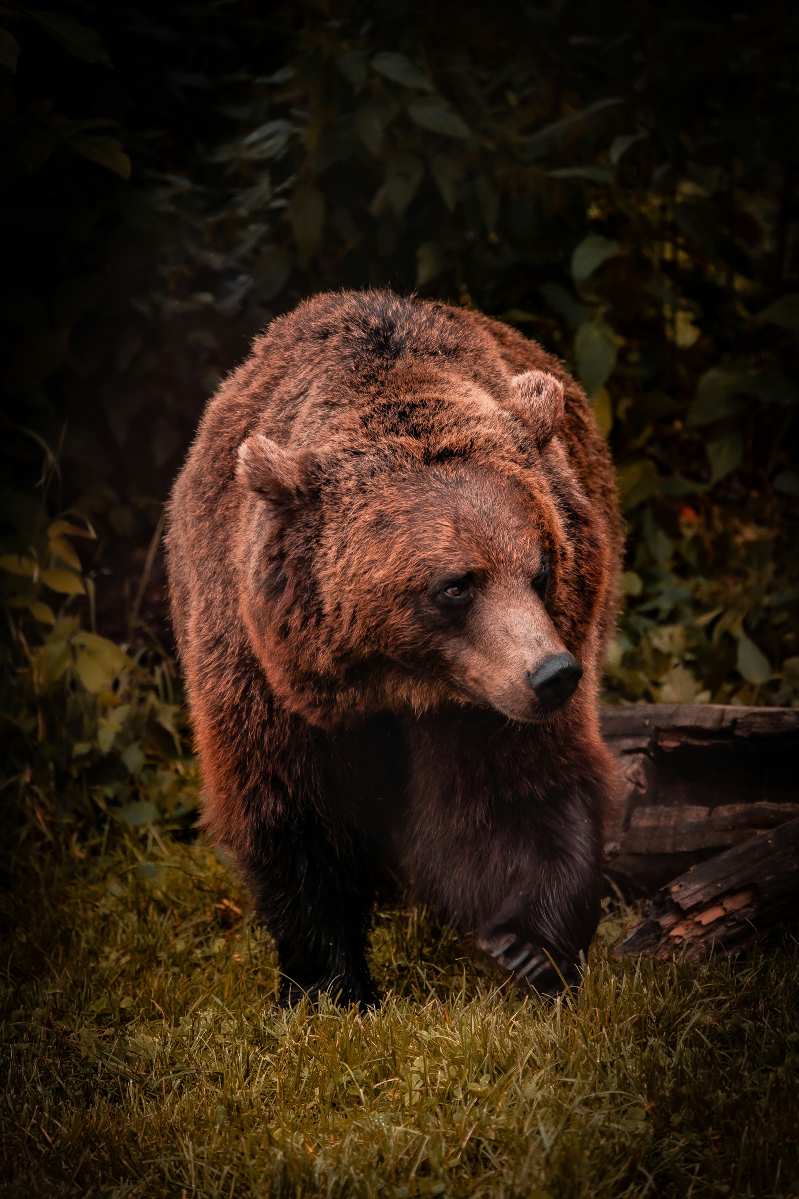 Bear Safety for Backpackers — How to Hike & Camp in Bear Country