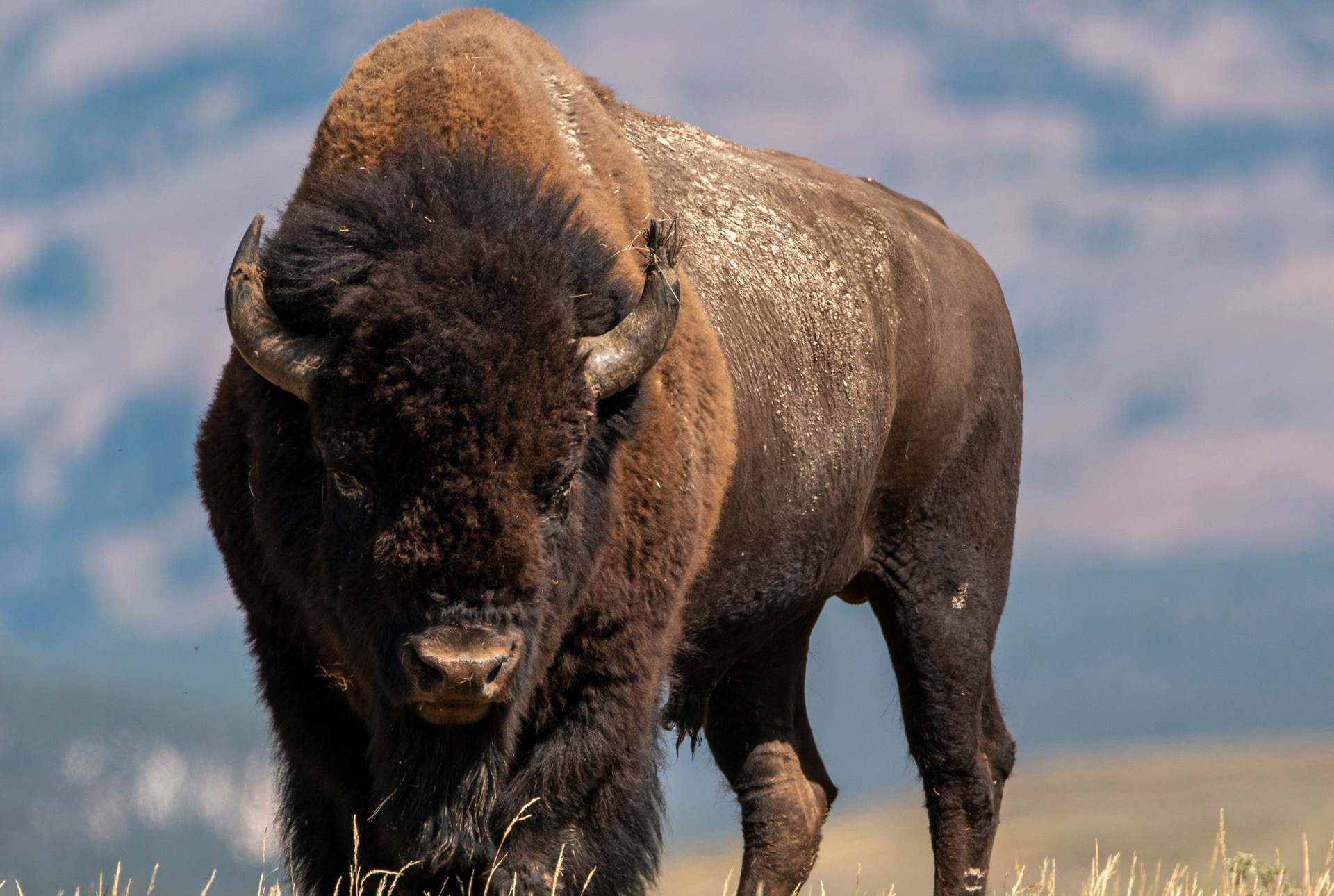 Bison Safety: Why They're More Dangerous Than Bears (and How to Stay Safe)