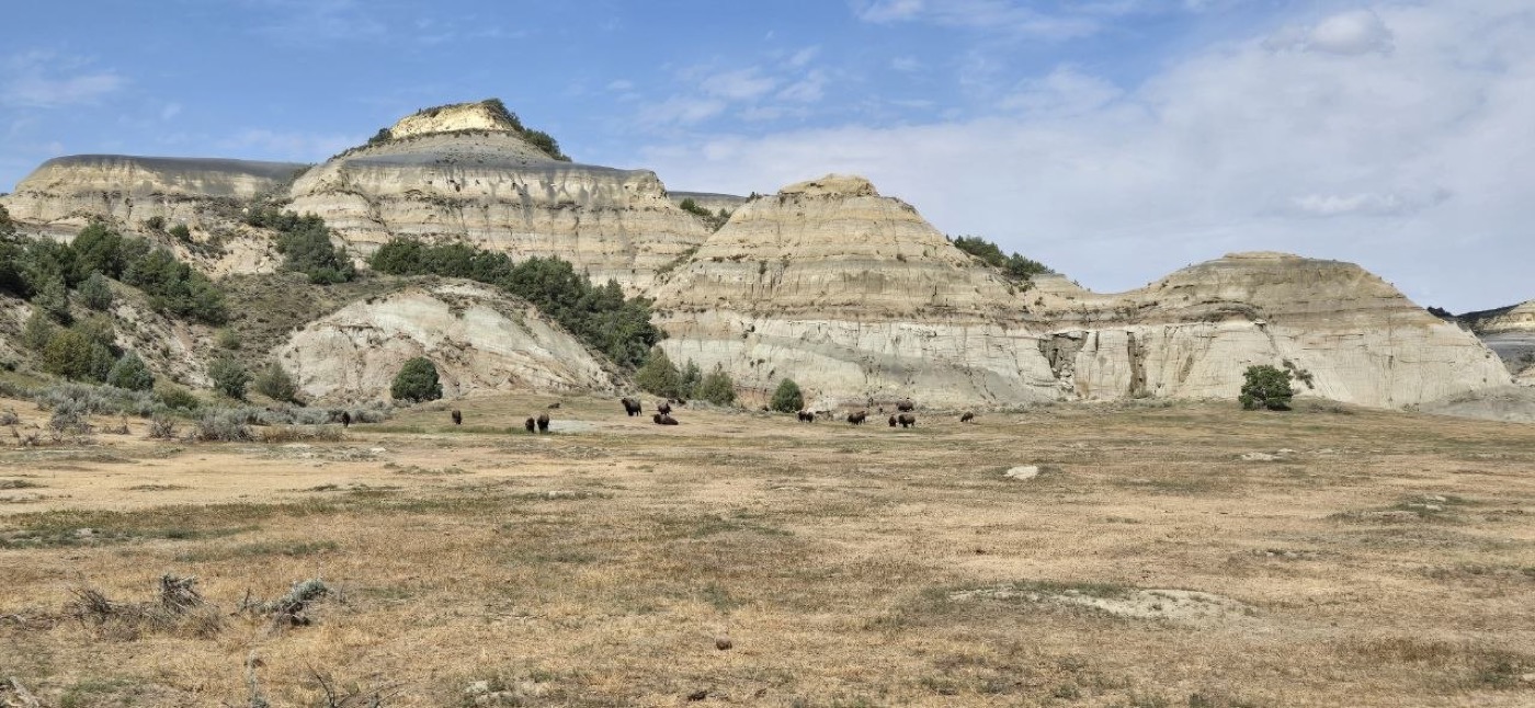 A herd of bison grazing in open grassland below striped badlands buttes