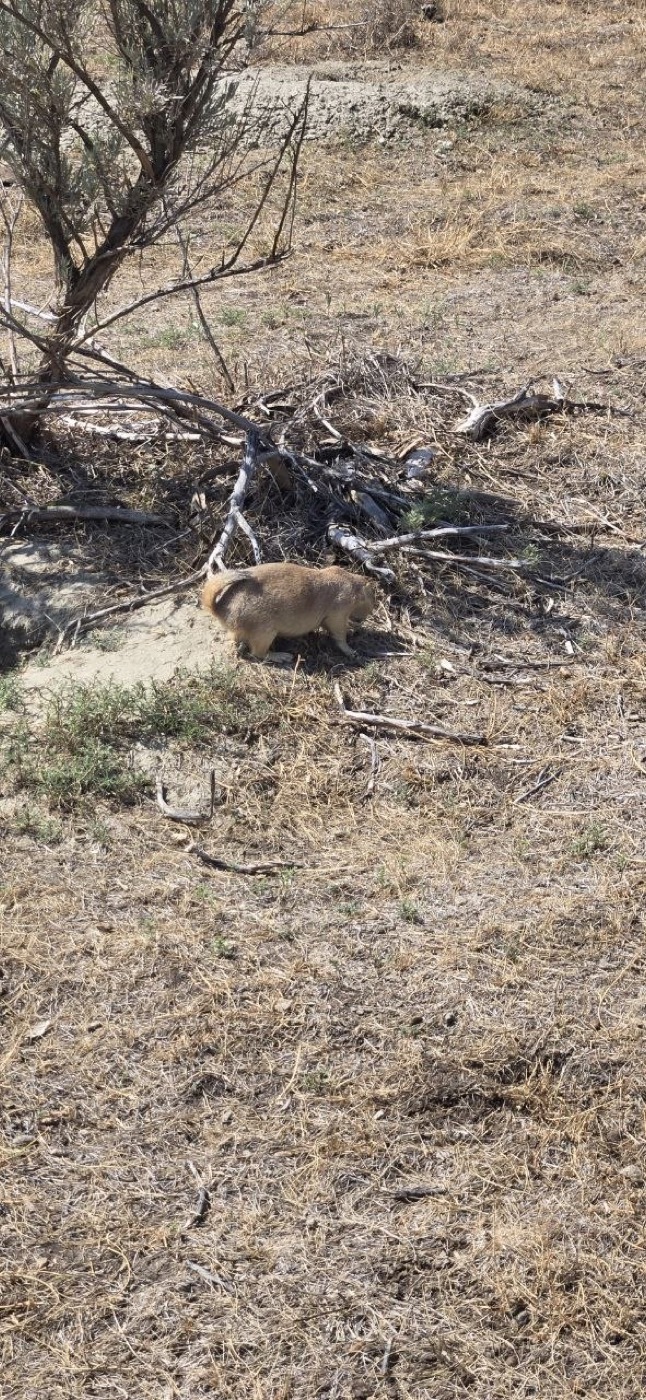 A prairie dog standing alert near its burrow in dry late-summer grass