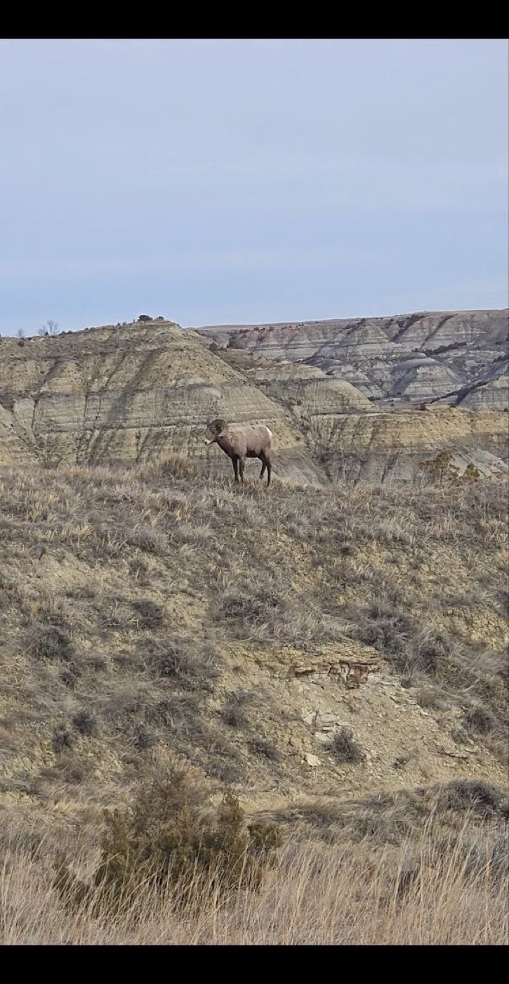 A bighorn sheep ram standing on a badlands hillside, photographed on a spring hike of Caprock Coulee