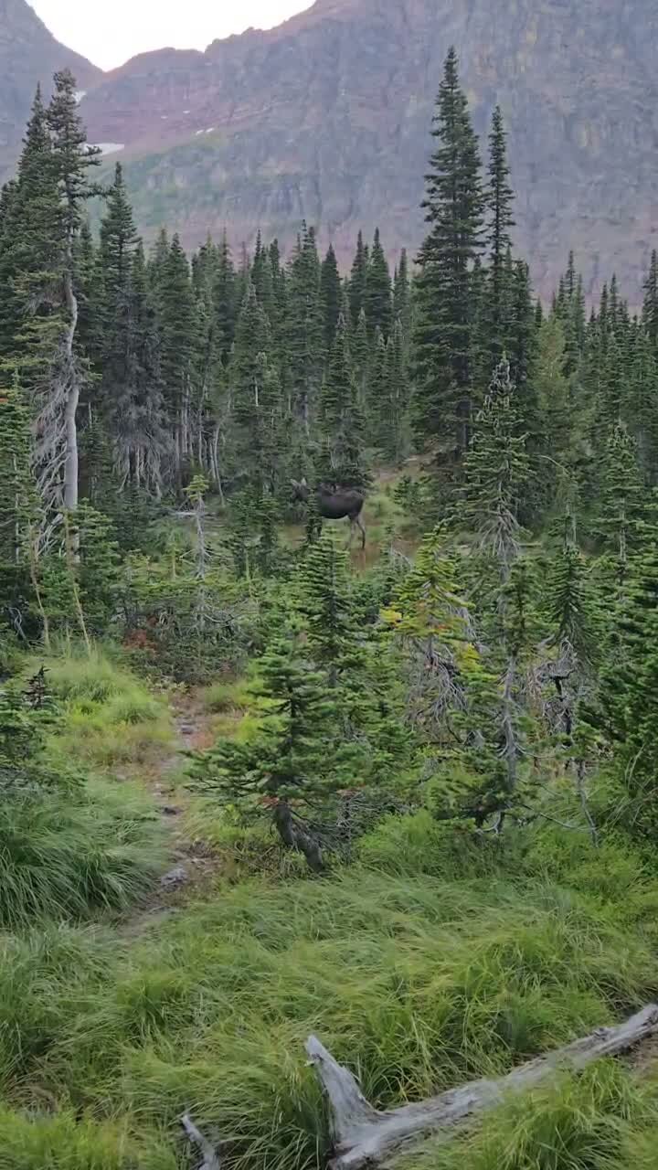 A moose standing in a meadow near the treeline at dusk, close to camp at Cobalt Lake.