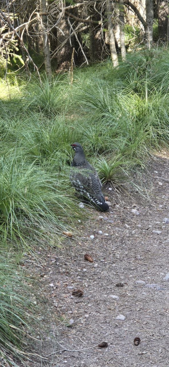 A spruce grouse standing calmly on the edge of a forest trail.