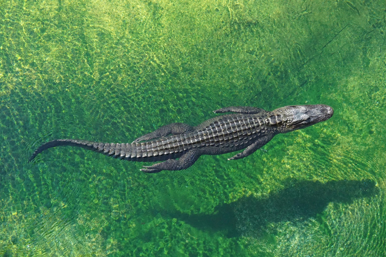 Everglades National Park: Best-Kept Secrets & Must-See Spots