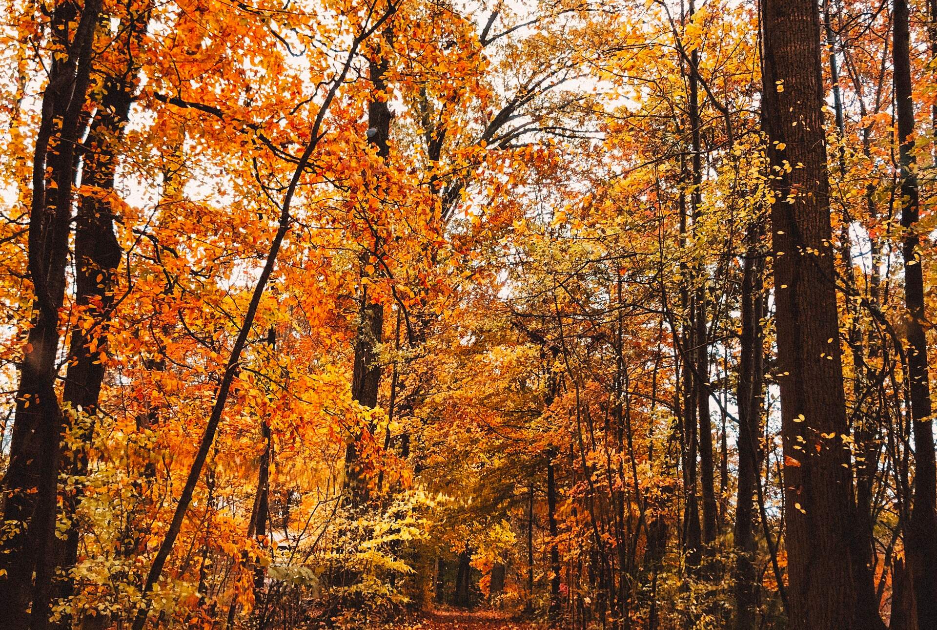 Best Fall Foliage Hikes in the U.S. (2026 Peak Color Guide)