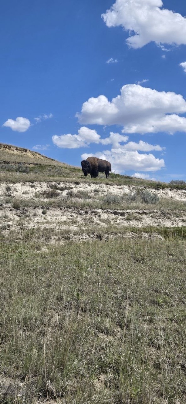 A bison grazing on a badlands hillside under a bright blue sky with scattered clouds