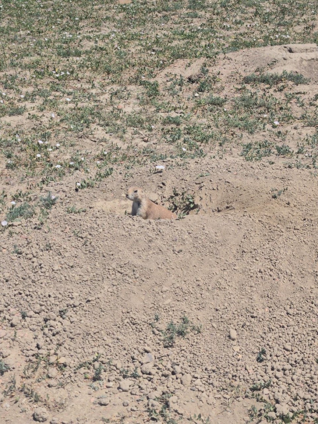 A prairie dog peeking out of its burrow entrance