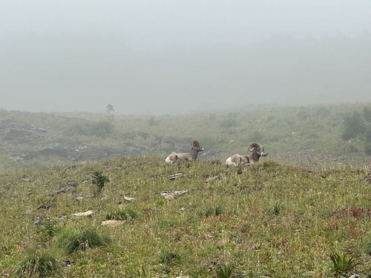 Two bighorn sheep resting in a foggy meadow along the Highline Trail