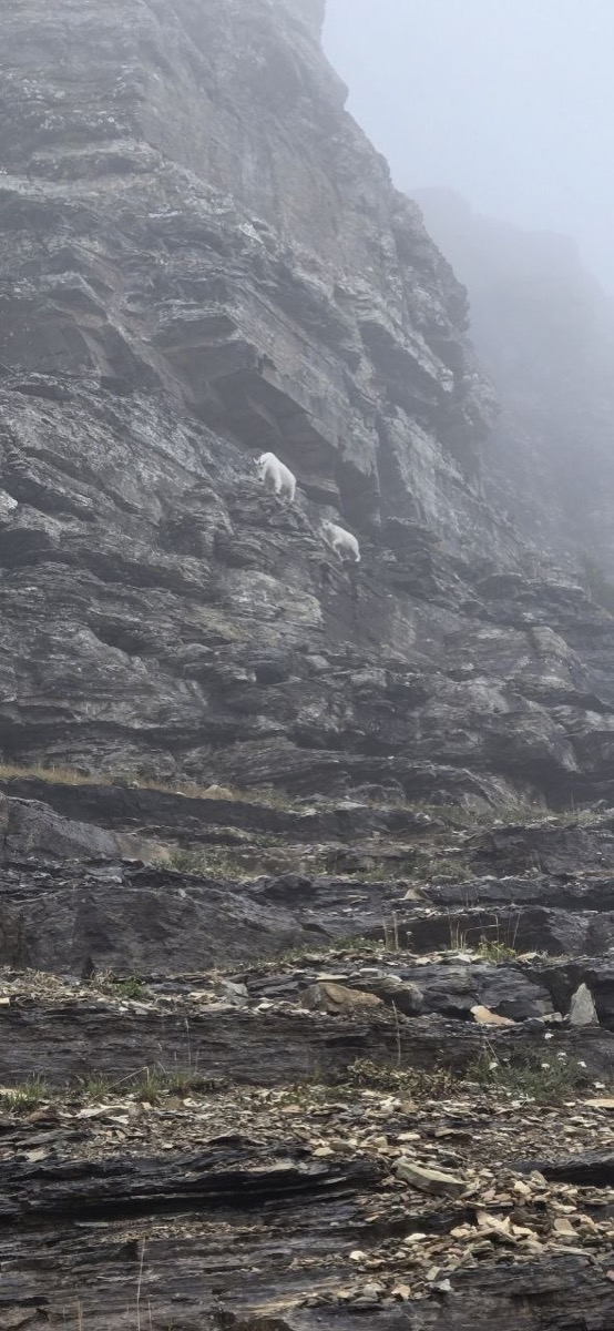 A mother mountain goat and her kid climbing a steep, foggy rock face near Grinnell Glacier Overlook