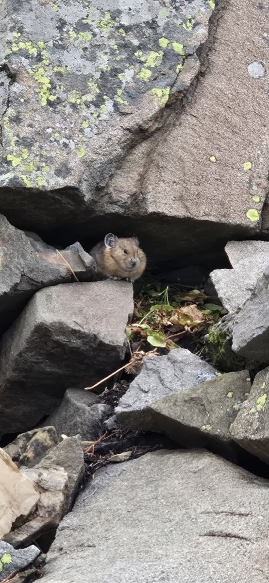 A pika peeking out from a rock pile along the Highline Trail