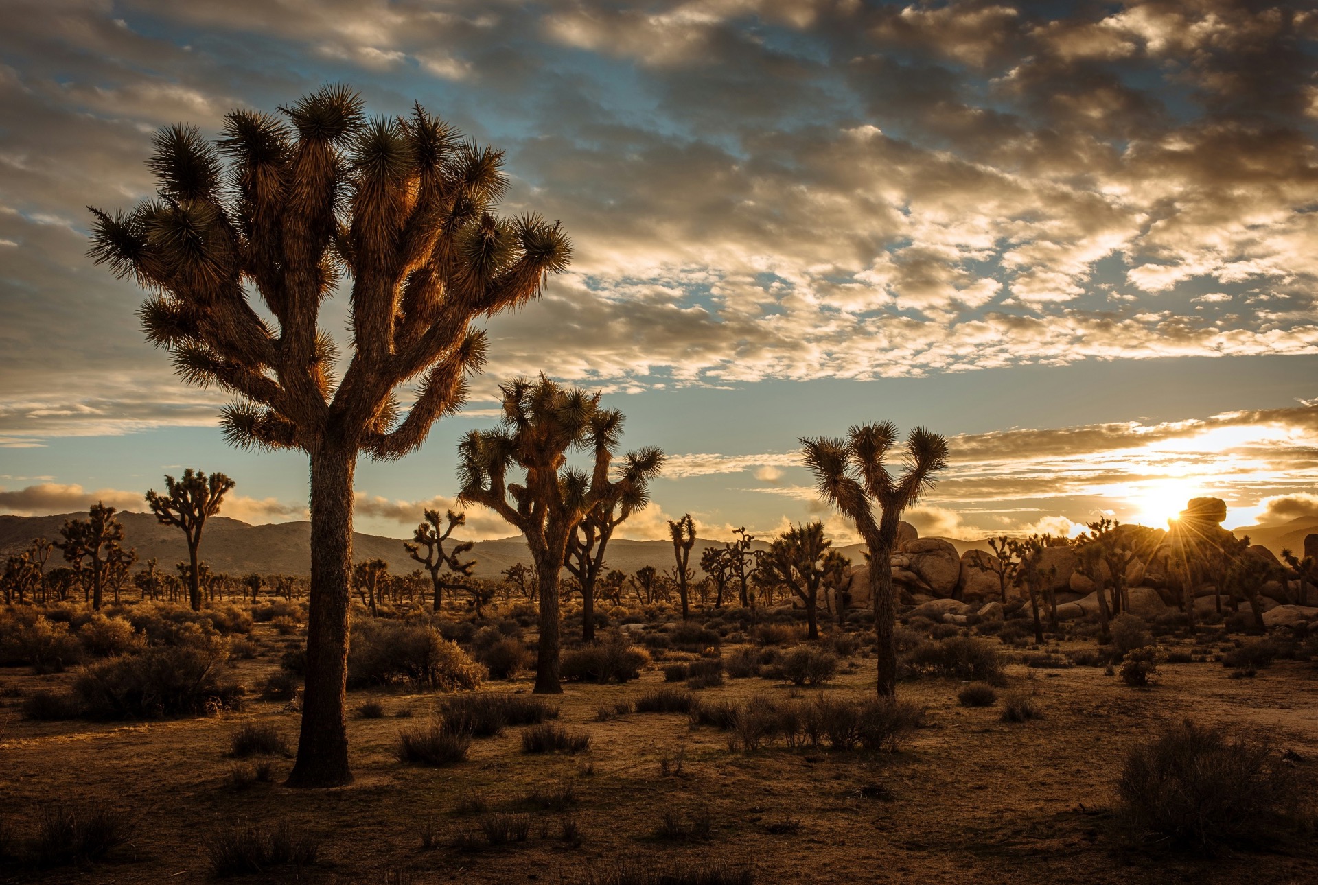 Joshua Tree National Park: Best-Kept Secrets & Must-See Spots