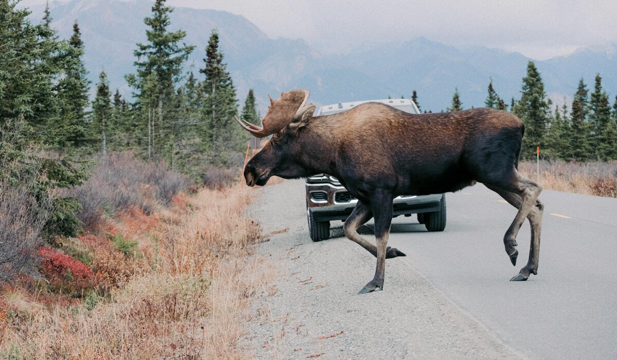 A bull moose crossing a road in front of a vehicle.