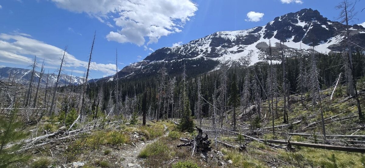 Snow-capped Goat Mountain rising over the green spring regrowth.