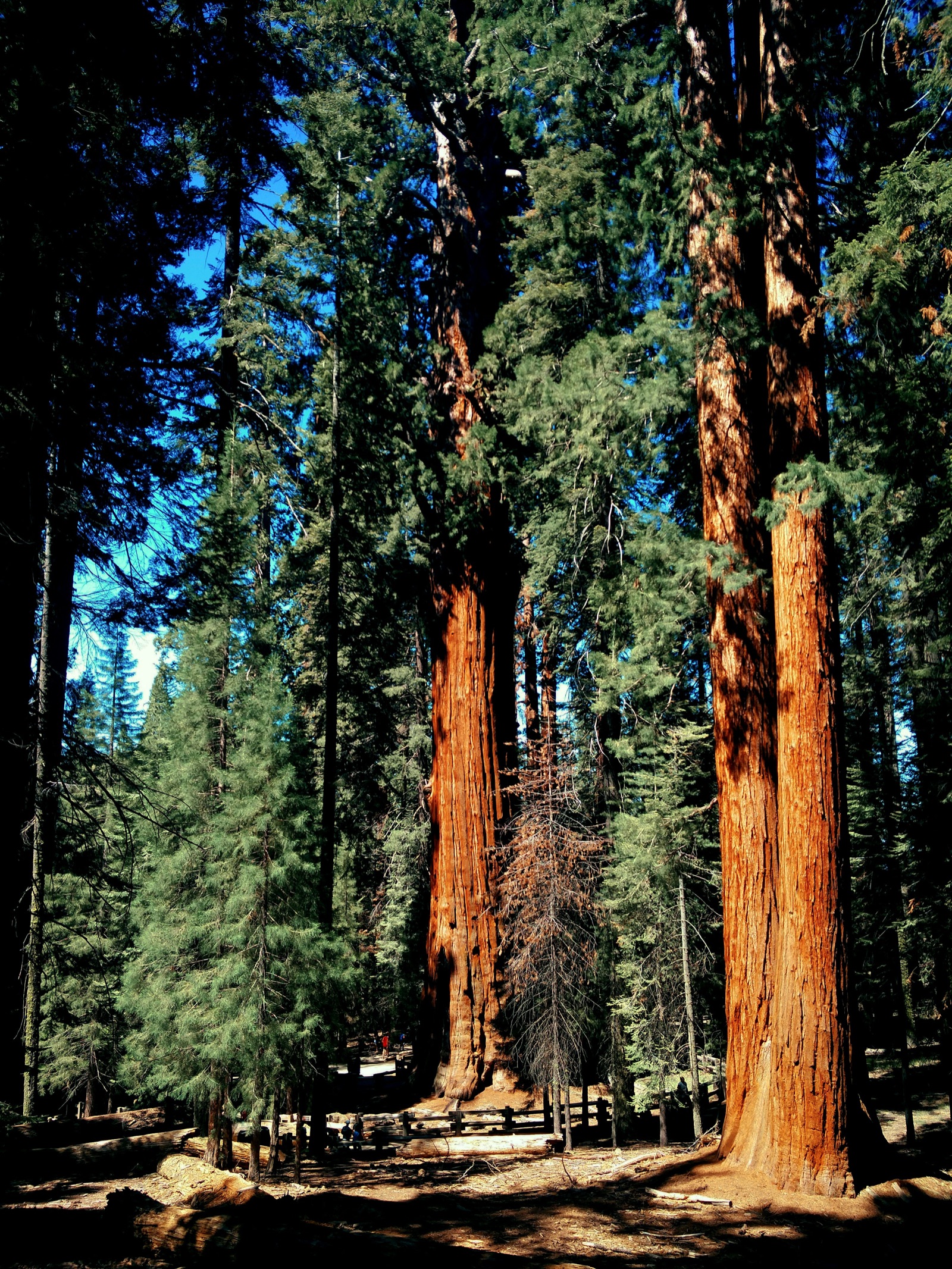 Sequoia National Park: Best-Kept Secrets & Must-See Spots