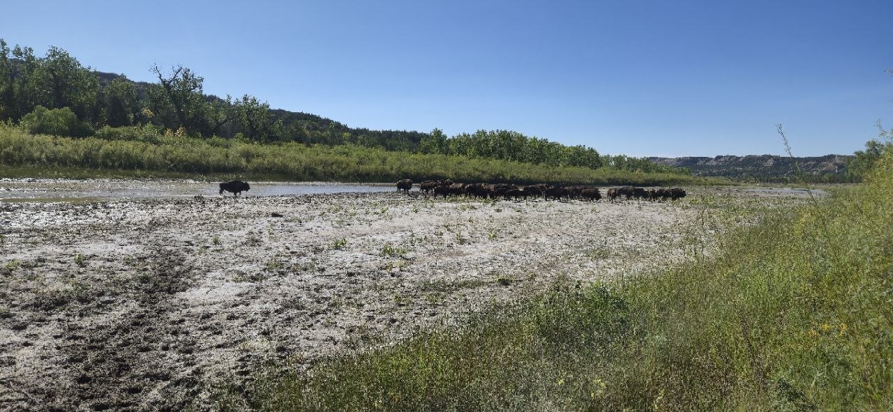 A herd of bison standing in the shallow, muddy water of the Little Missouri River crossing.