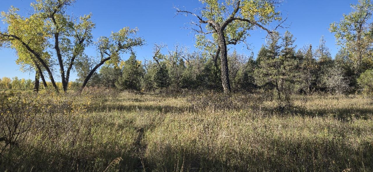 Cottonwood trees with fall color along the grasslands section of the trail.