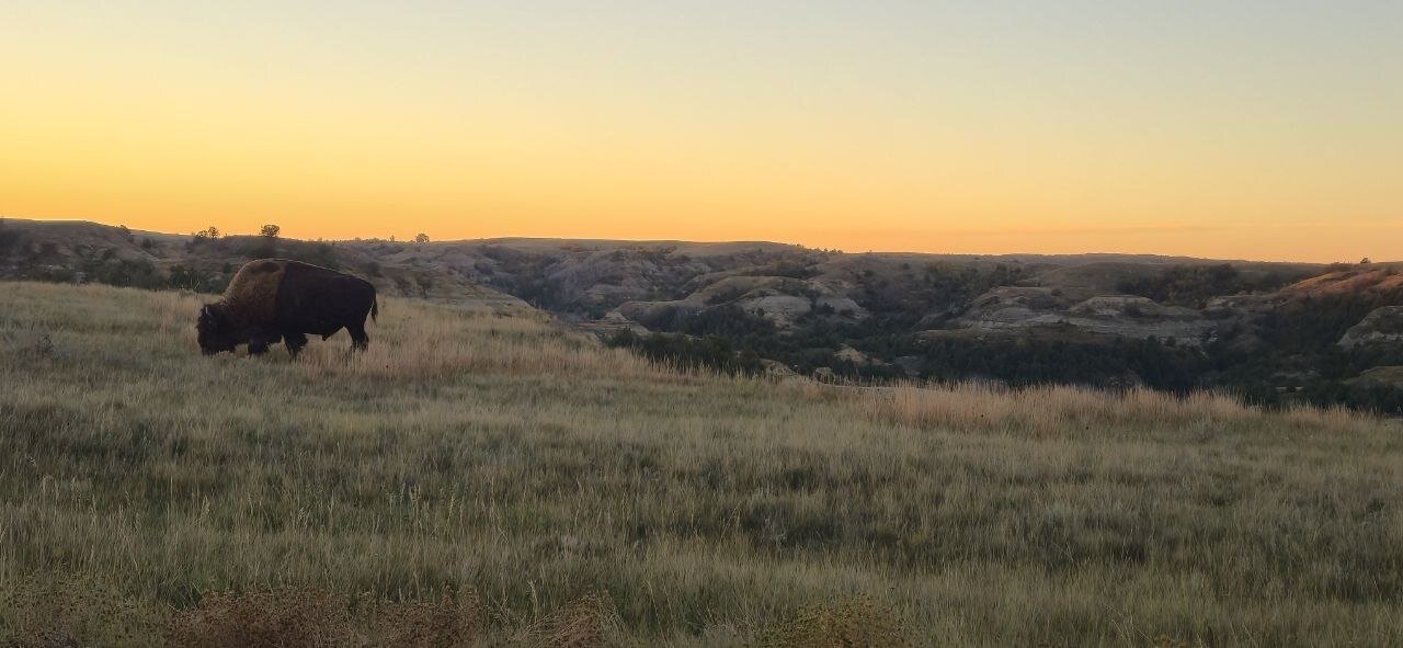 A lone bison grazing on a grassy hillside above the badlands at sunset, Theodore Roosevelt National Park.