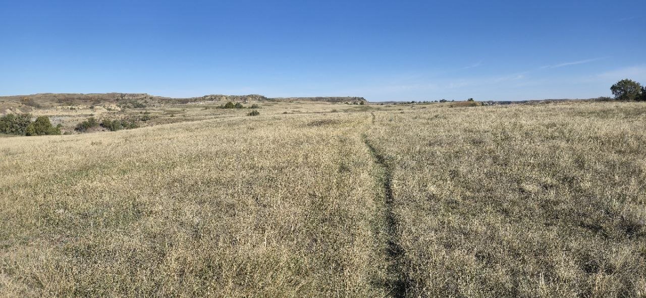 A faint bison trail cutting through tall grassland, with badlands buttes in the distance.