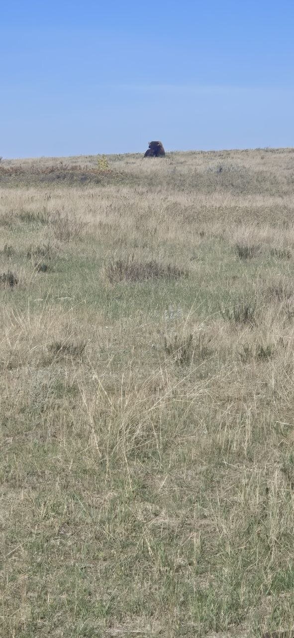 A lone bull bison resting on a grassy hillside along the South Achenbach Trail.