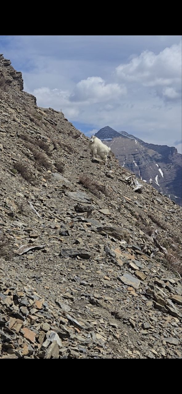 A mountain goat on a steep scree slope high on the Swiftcurrent Pass headwall, with a snowy peak behind