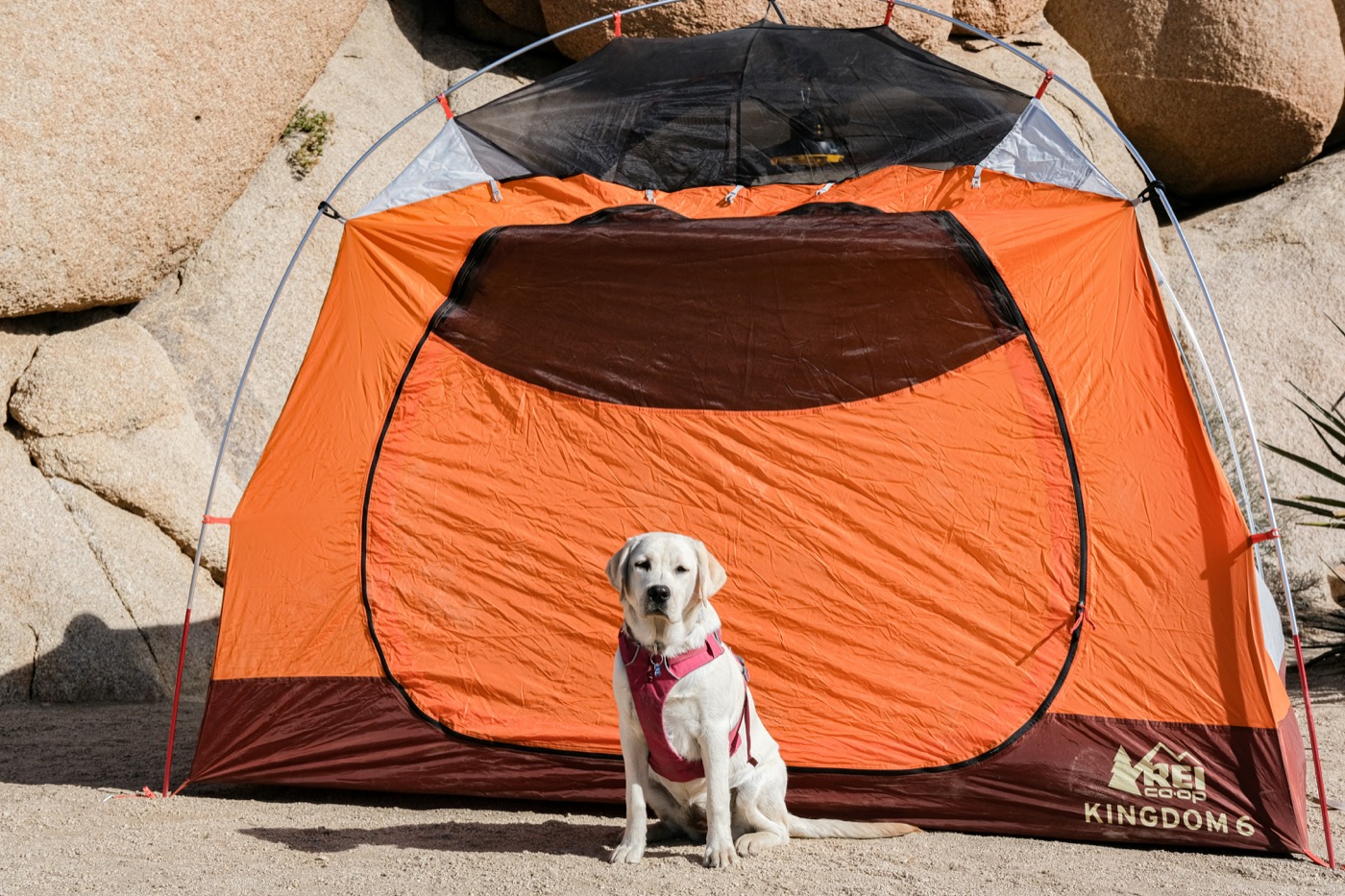 A dog sitting in front of a large orange REI Kingdom 6 family tent